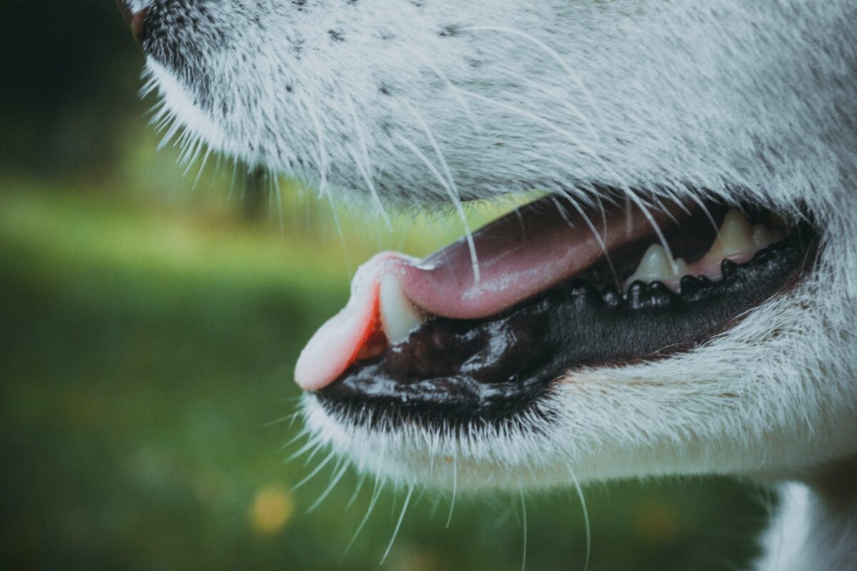 στόμα σκύλου με δόντια για στοματική υγιεινή