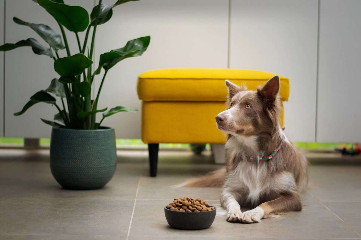 σκύλος με τροφή μπροστά από κίτρινο καναπέ