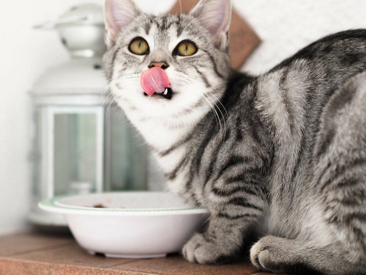 γατάκι τρώει από μπολάκι με γλώσσα έξω