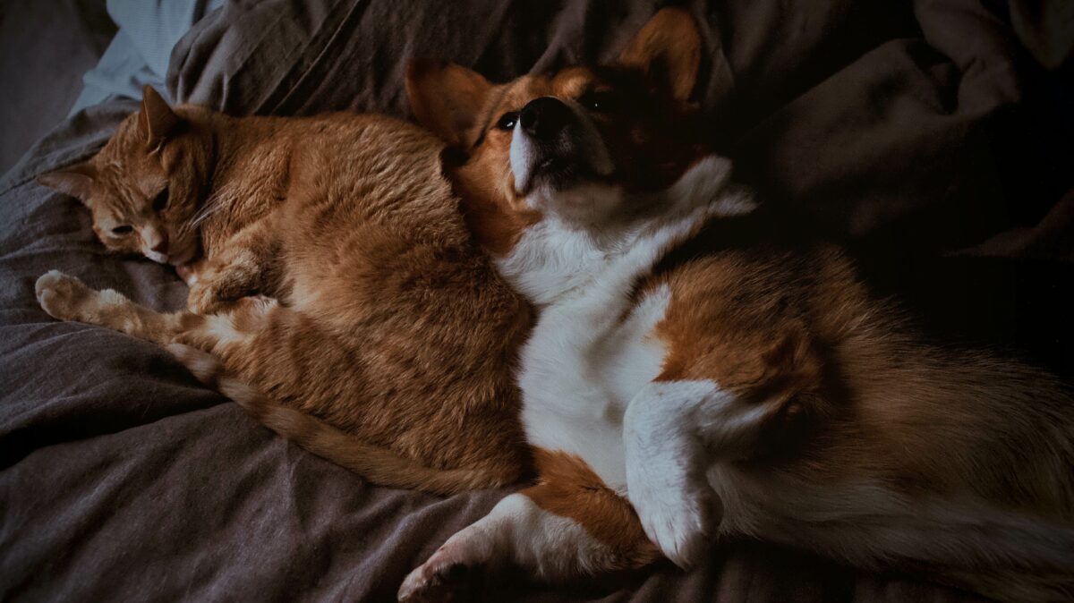 σκύλος και γάτα ξαπλώνουν μαζί