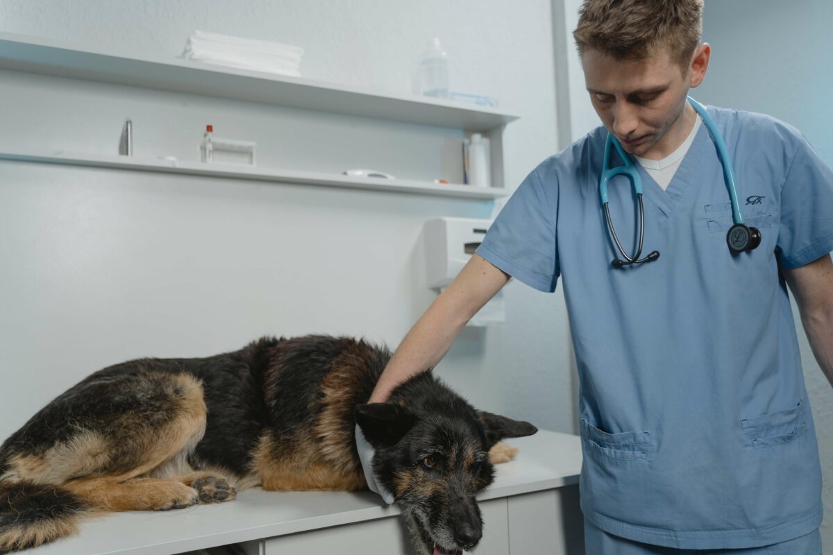 κτηνίατρος με σκύλο οθ έχει διάρροια 