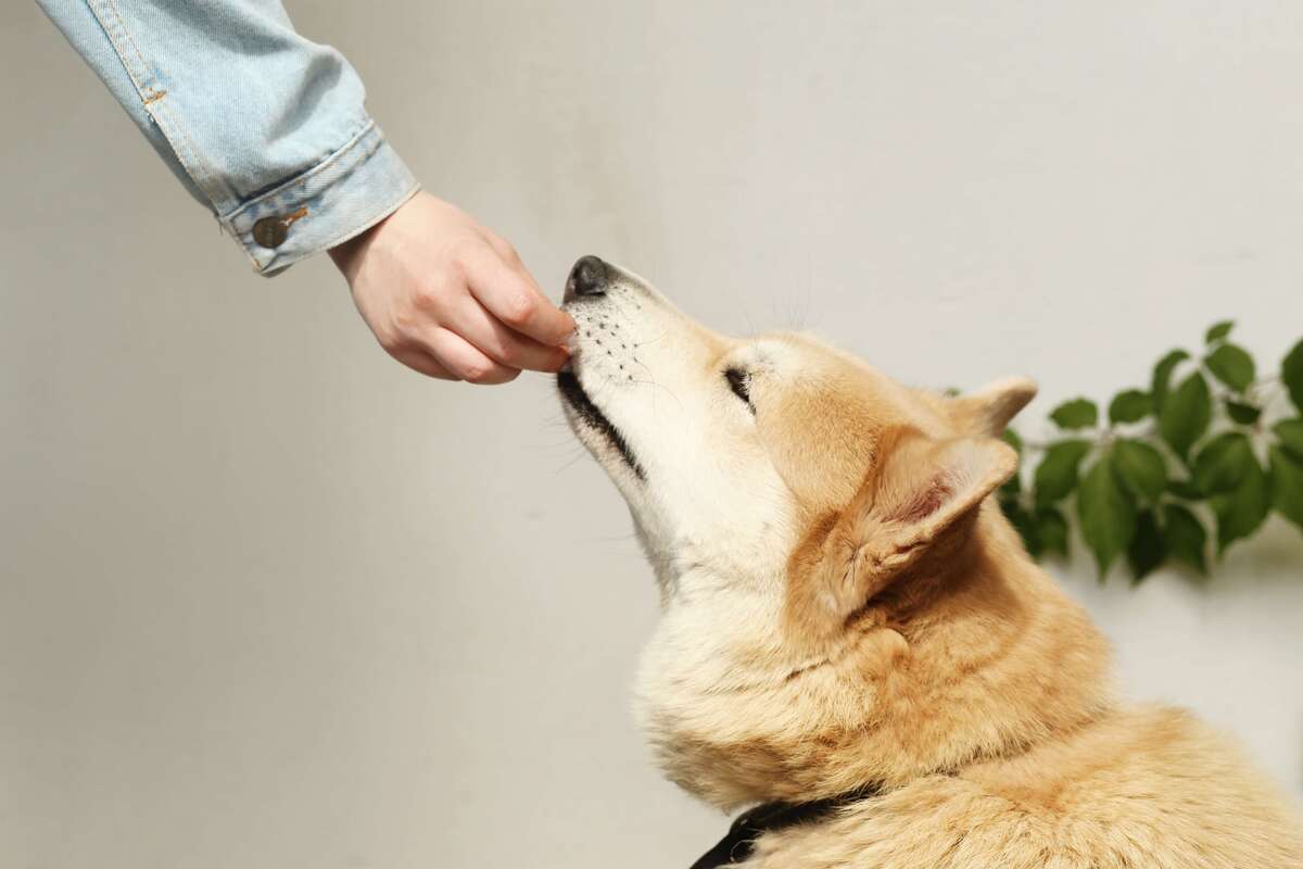 τάισμα σκύλου στο στόμα με λάθος τροφή