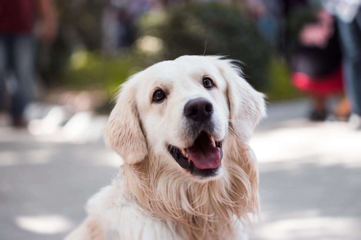 χαρούμενος σκύλος με τρίχωμα