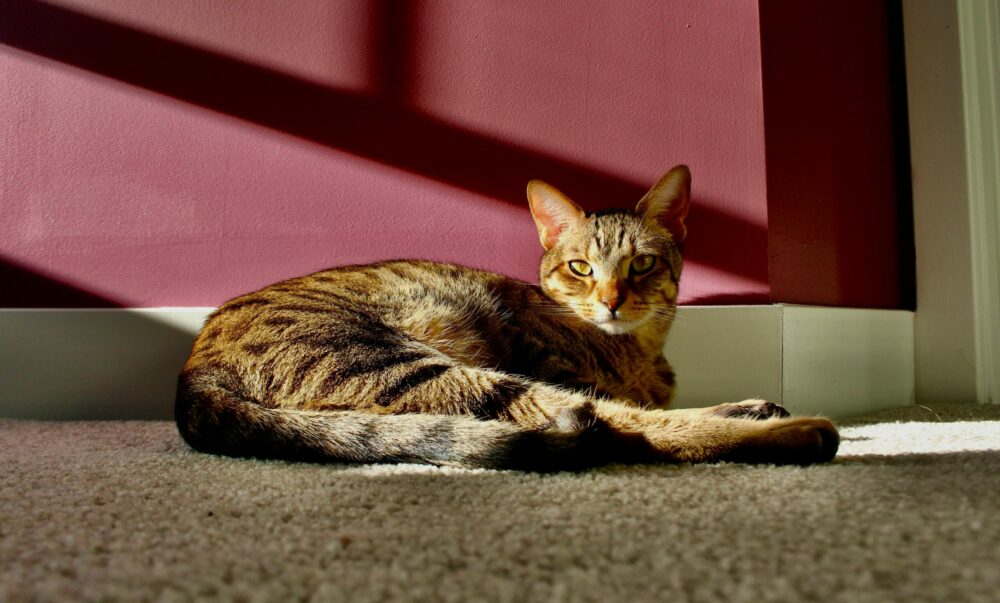γάτα τρίχωμα ήλιος 