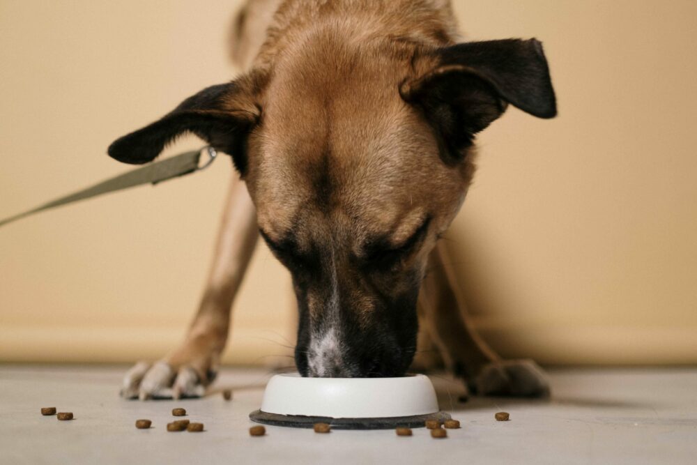 σκύλος τρώει φαγητό από το μπολ 