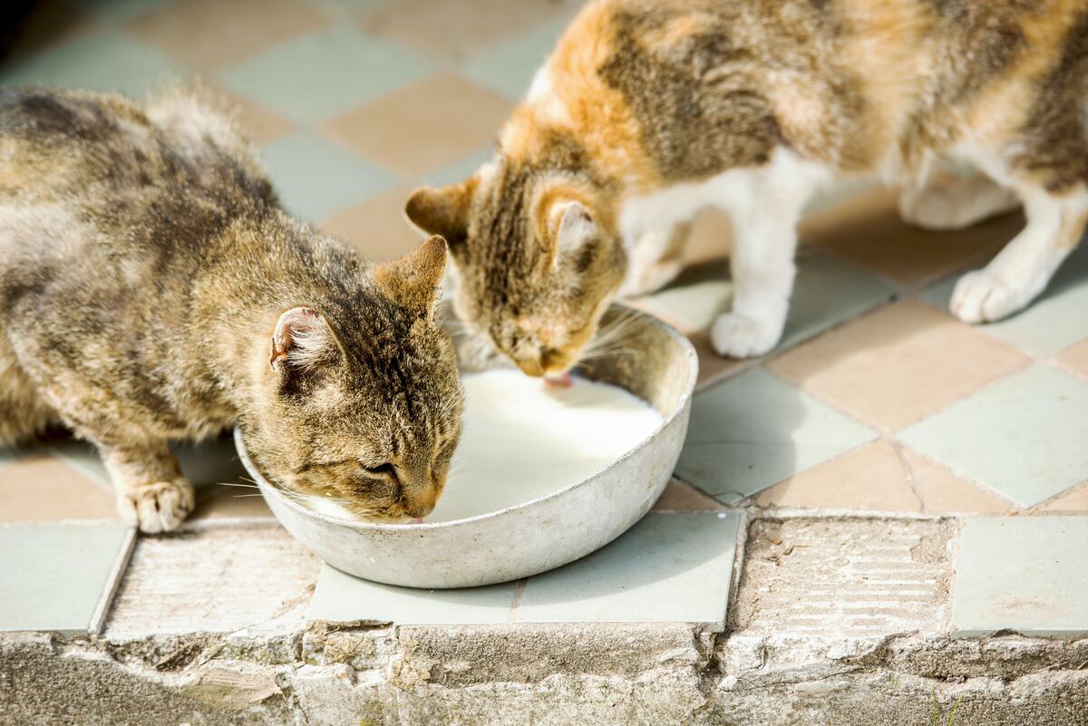 Mojestik - αδέσποτες γάτες πίνουν γάλα - αδέσποτα καύσωνας.jpg