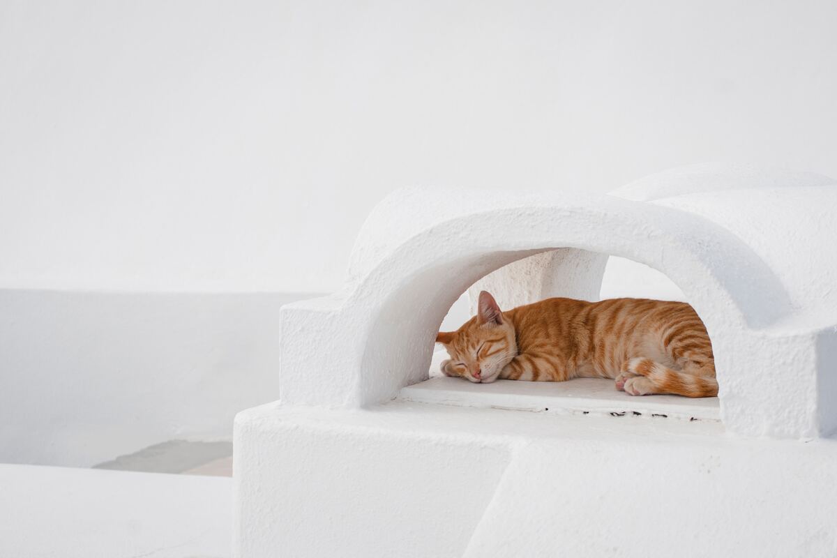 Mojestik - γάτα σε νησί - διακοπές με κατοικίδια.jpg