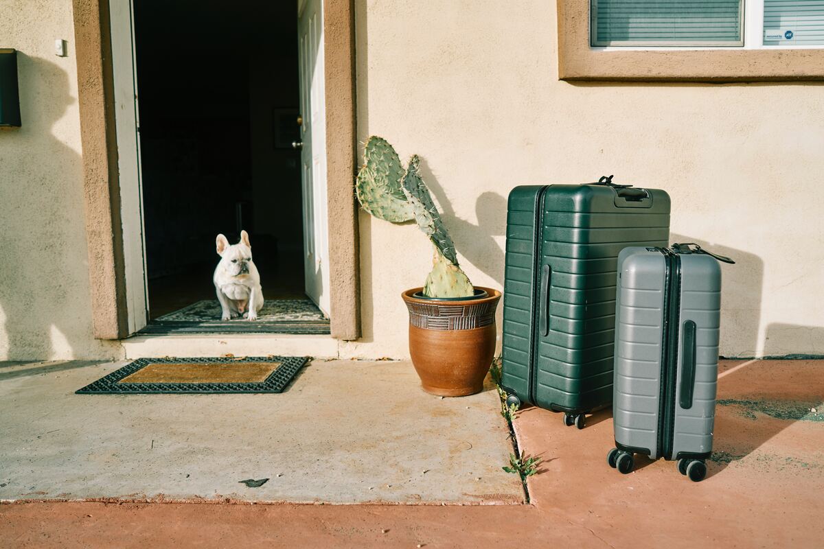 Mojestik - σκύλος σε ξενοδοχείο - διακοπές με κατοικίδια
