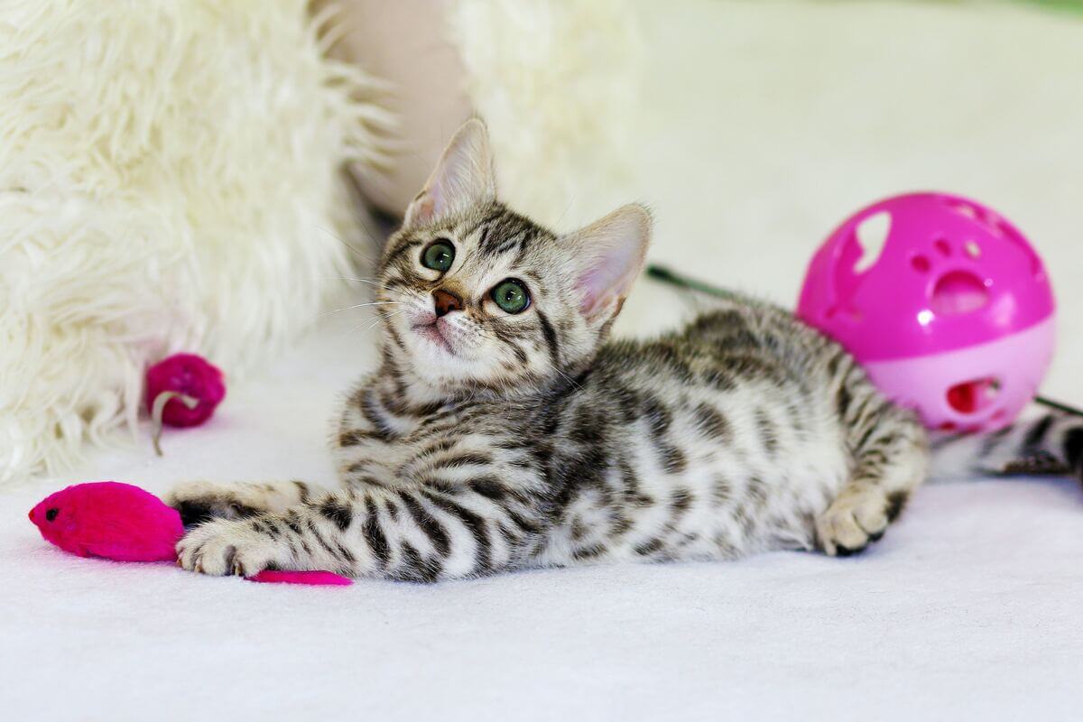 Mojestik - μικρή γάτα με μπλε μάτια - Παγκόσμια Ημέρα Γάτας