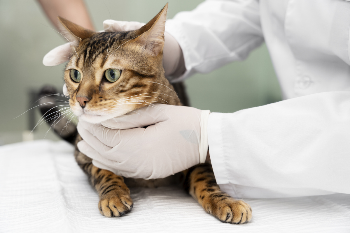 mojestik - γάτα κτηνίατρος - στείρωση