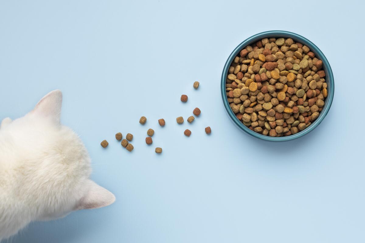 mojestik - γάτα τρώει - επιλογή τροφής γάτας