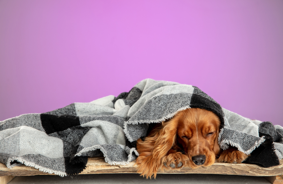mojestik-κουβέρτα-ο-σκύλος-σας-κρυώνει