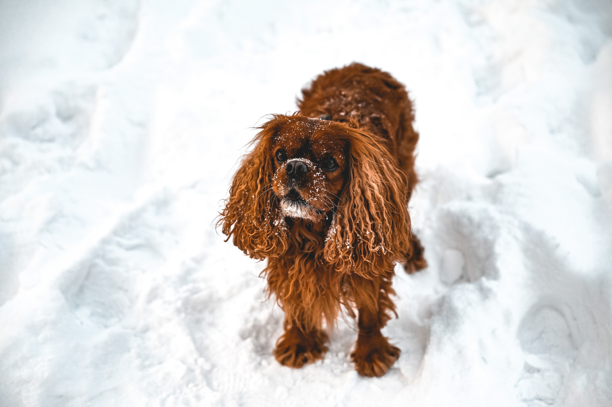 mojestik-σκύλοες-χιόνια-ο-σκύλος-σας-κρυώνει