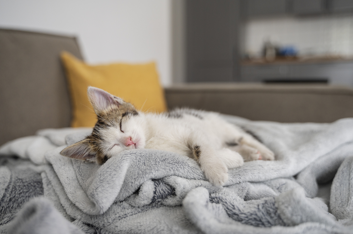 ζεστή γάτα - κρεββάτι - mojestik