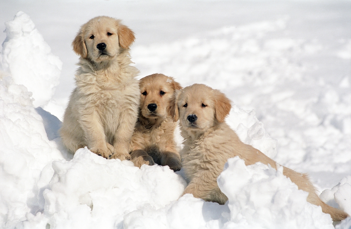 συνήθειες - σκυλιά στο χιόνι - mojestik