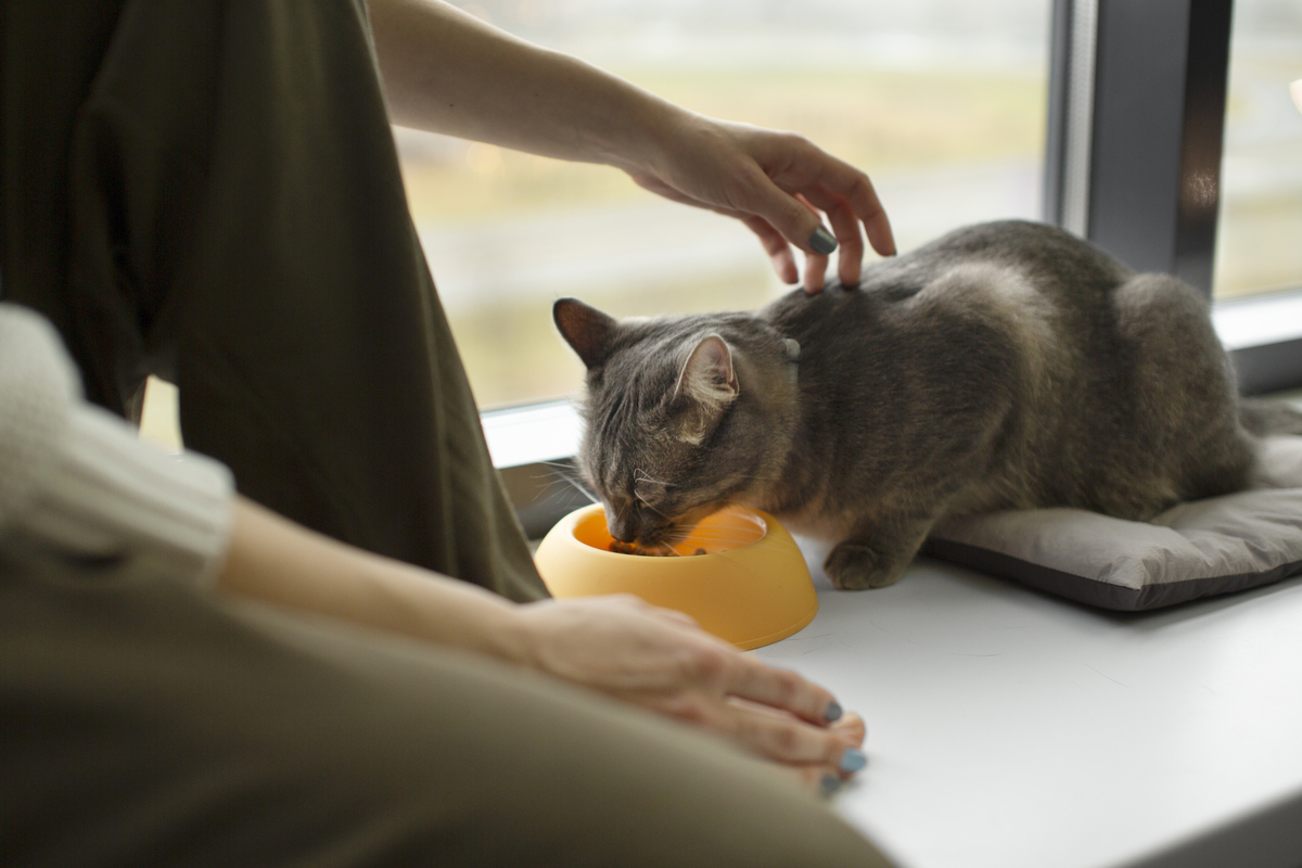 mojestik - γάτα σας τρώει όσο πρέπει - γατοτροφή