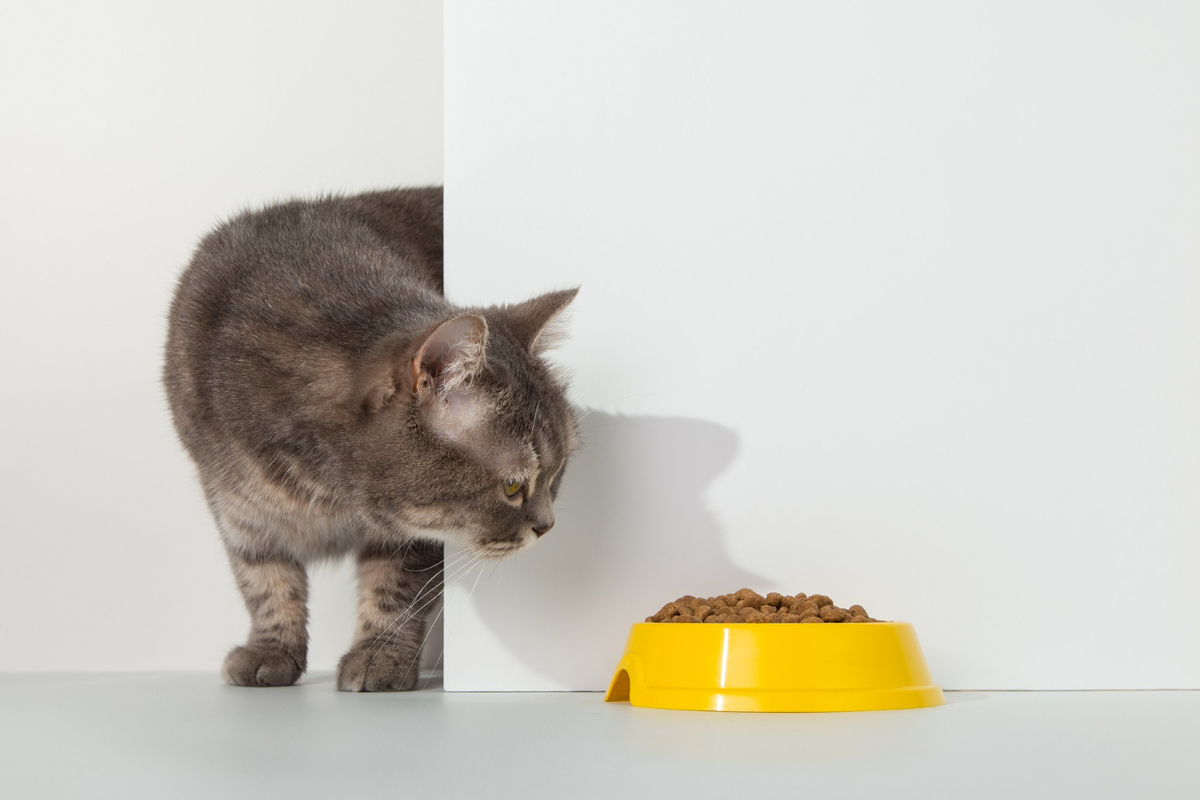 mojestik - ενήλικη γάτα - γάτα με τροφή