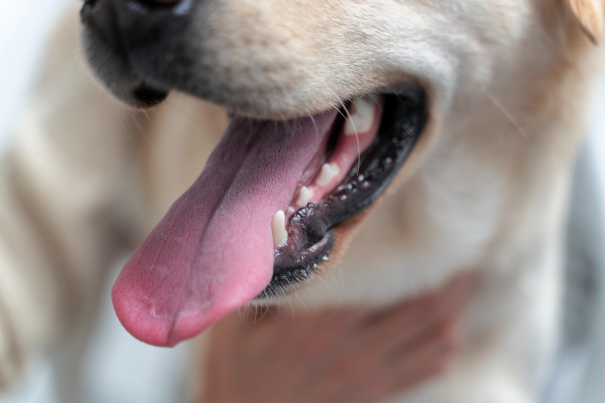 mojestik - άσχημη μυρωδιά του σκύλου - στοματική υγιεινή