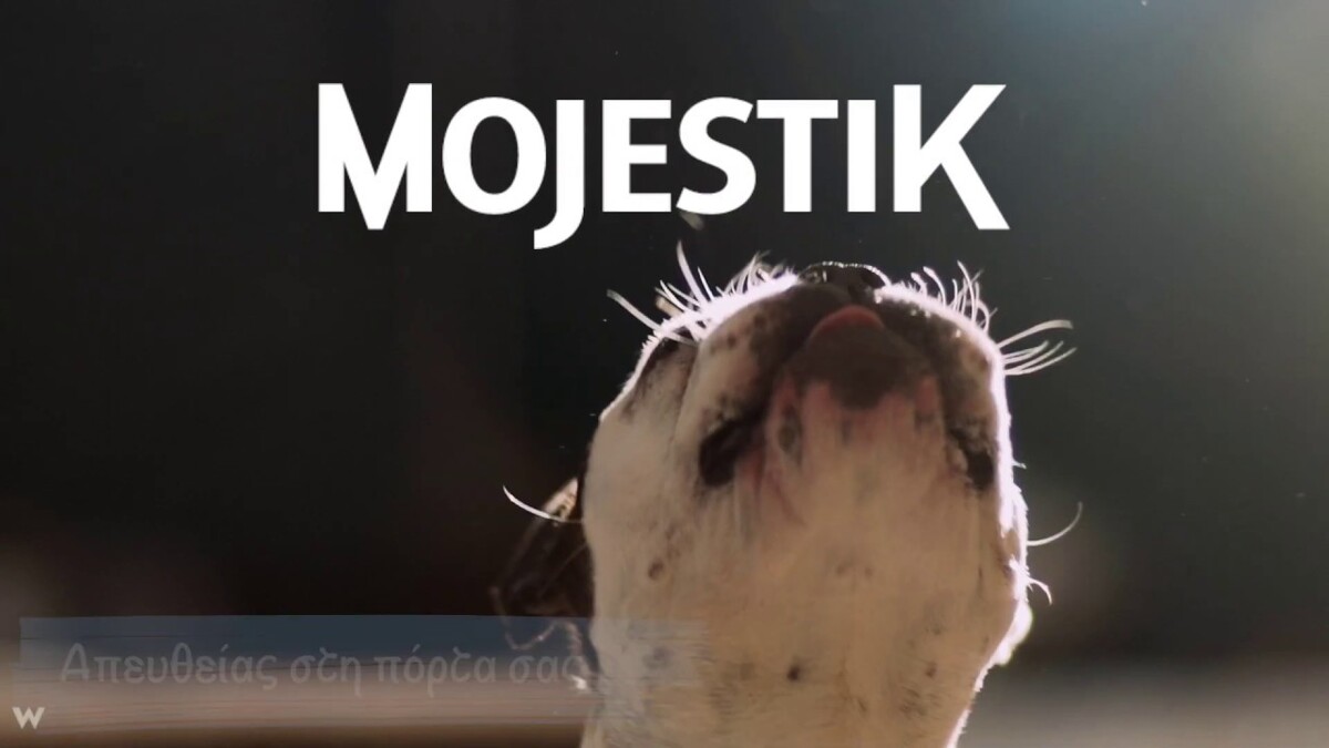 mojestik - οικονομικές σκυλοτροφές - value τροφές για σκύλους 