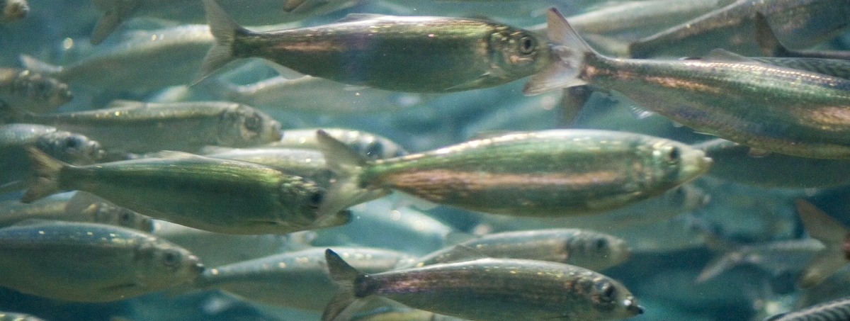 mojestik - ρέγγα - ψάρια