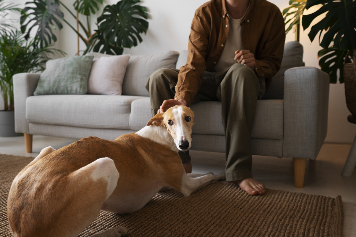 mojestik - κατοικίδιο σε φίλο - σκύλος σε φίλο