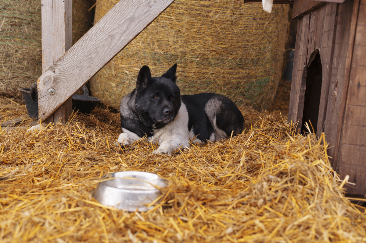 mojestik - σπίτι σκύλου - σκύλος σπίτι