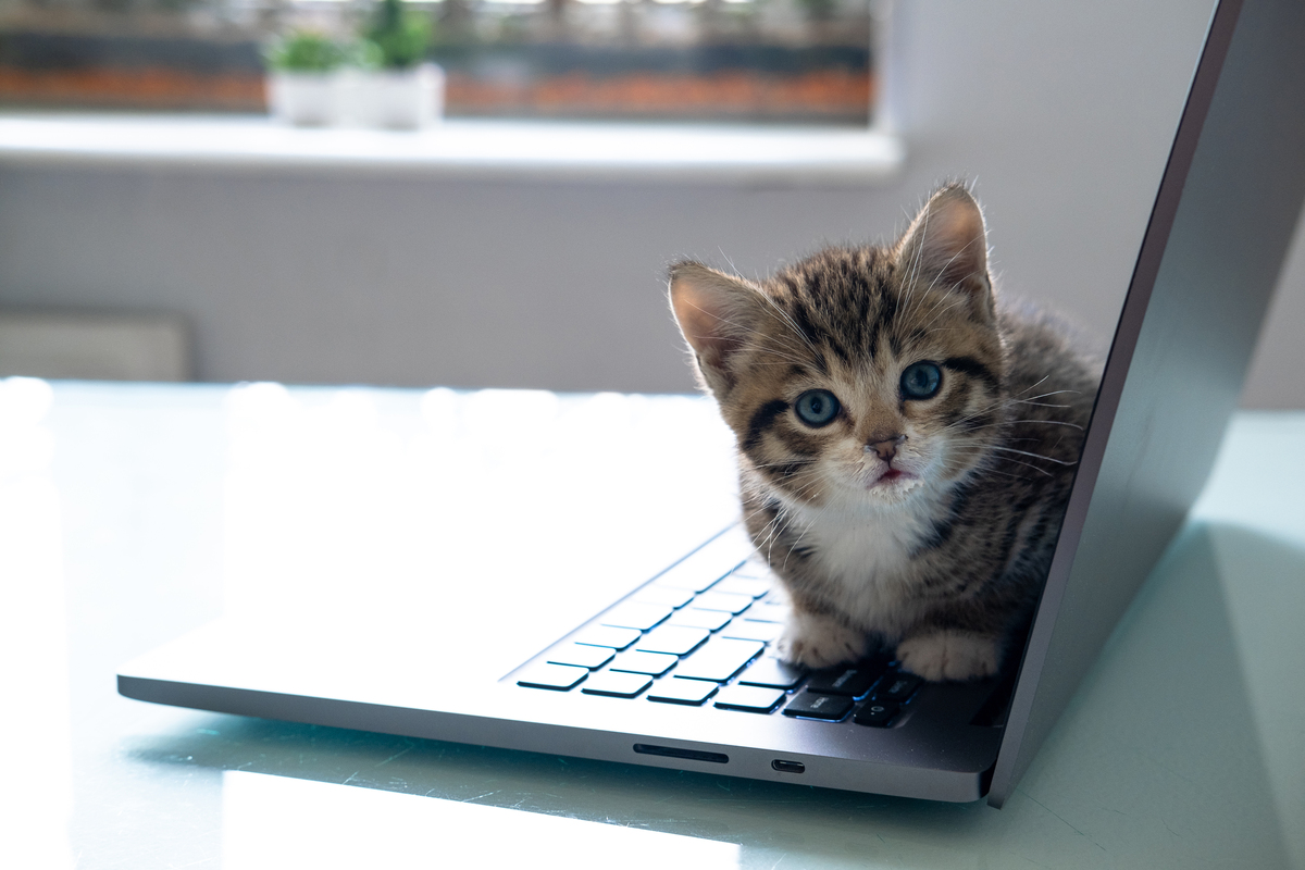 mojestik - ChatGPT - γάτα