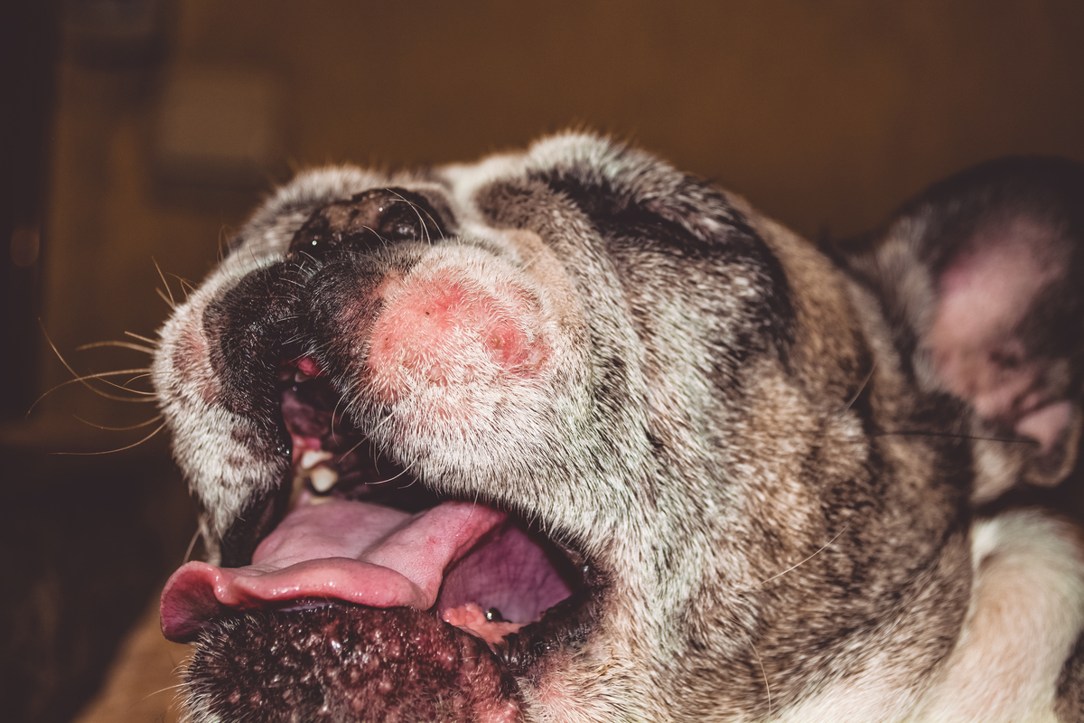 mojestik -τροφές για σκύλους με αλλεργίες - δερματικό πρόβλημα