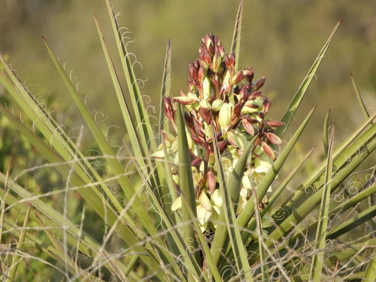 mojestik - yucca schidigera - yucca schidigera